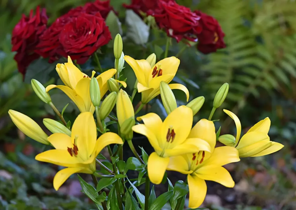 fleurs-jaunes-rouges